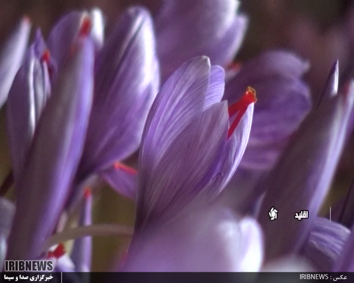 کشت گلخانه ای زعفران در اقلید